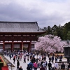 大仏殿中門の桜
