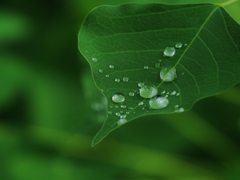 水玉