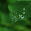 水玉