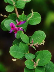 萩の花