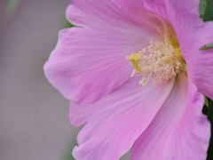 花2