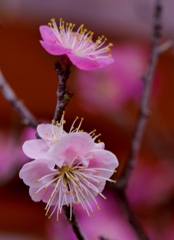 紅梅1