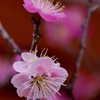 紅梅1