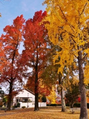 遊園地跡の紅葉 2