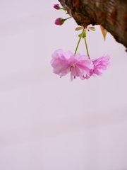 八重桜 4