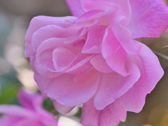 冬の薔薇 1