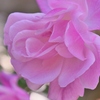 冬の薔薇 1