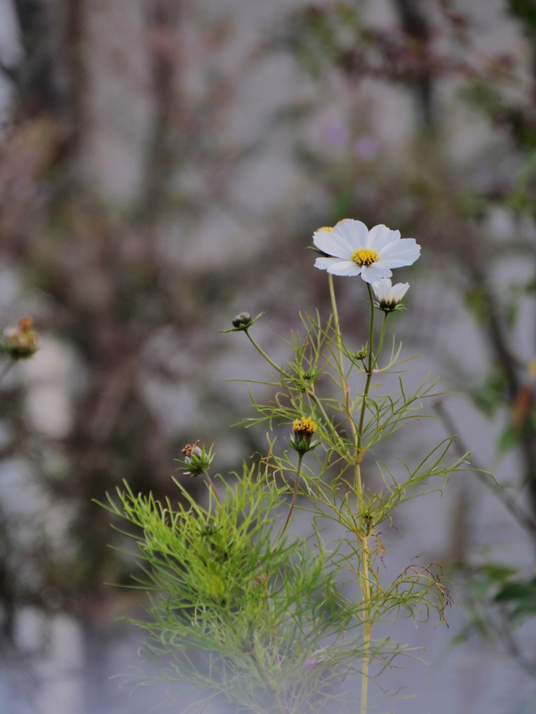 冬のコスモス2