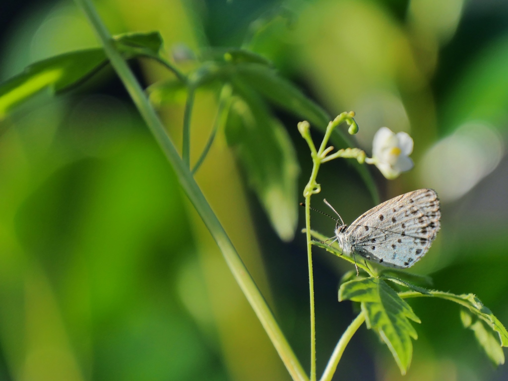 ヤマトシジミとフウセンカズラ