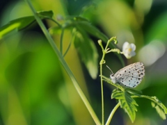 ヤマトシジミとフウセンカズラ