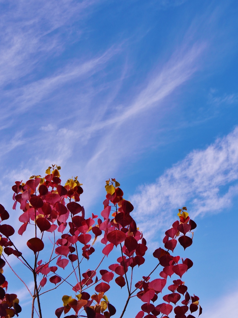 晩秋の空 1