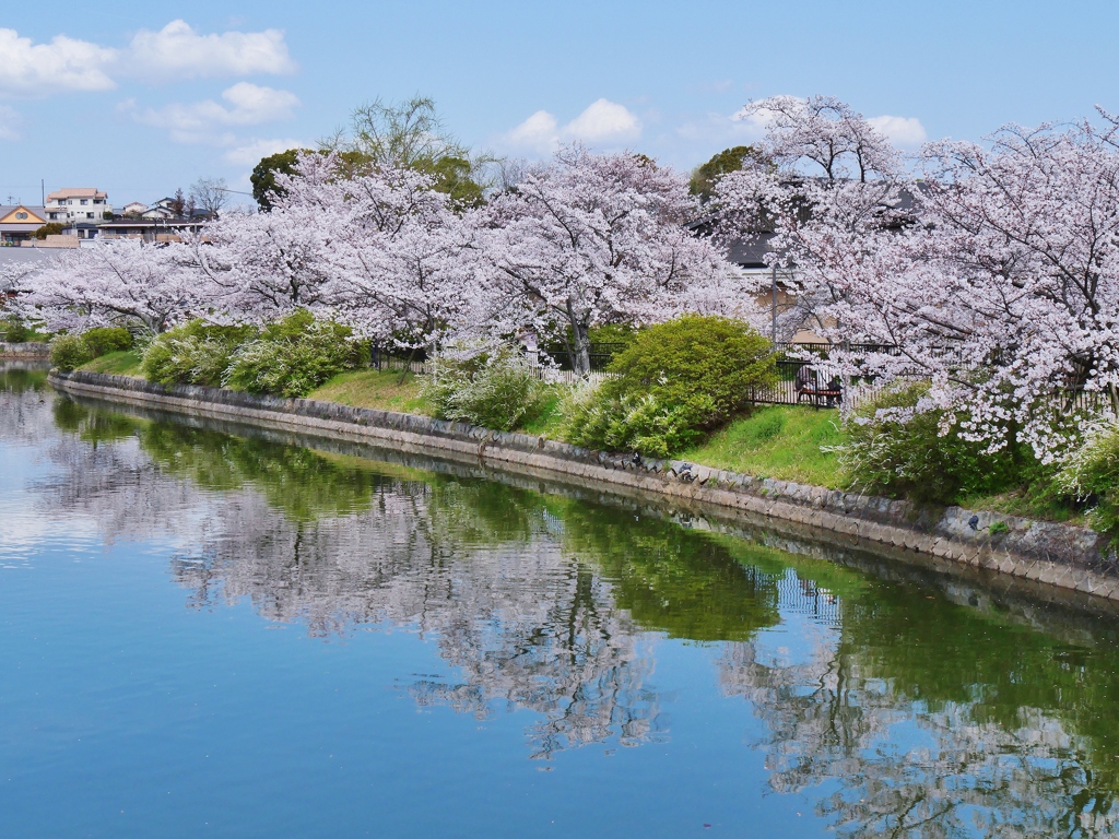 桜爛漫 1