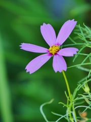 夏の秋桜・・。