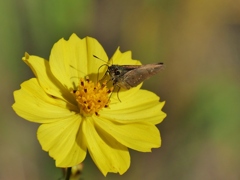 キバナコスモスにセセリチョウ