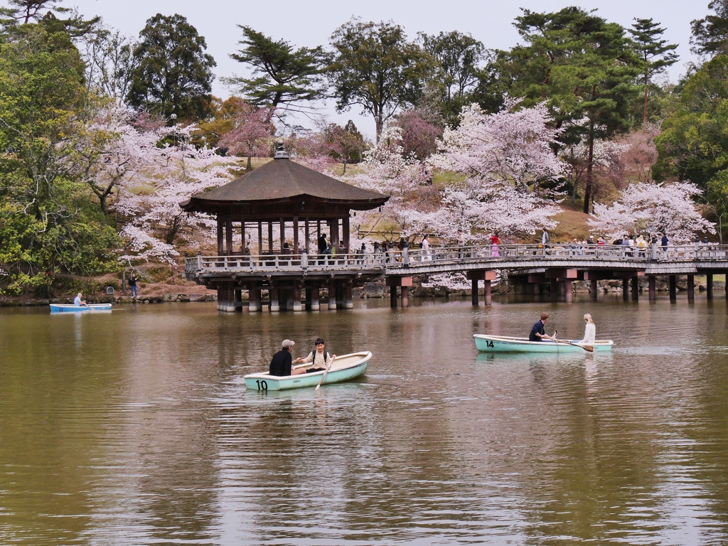 奈良公園・浮見堂の桜 1