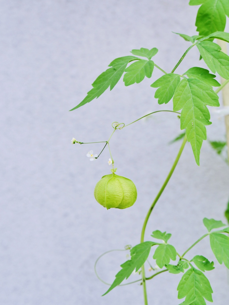 可愛く、しなやかに・・。