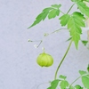 可愛く、しなやかに・・。