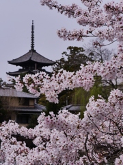 古都奈良・五重塔と桜 4