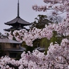古都奈良・五重塔と桜 4