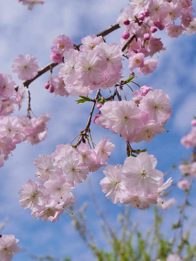 八重桜枝垂れる。1