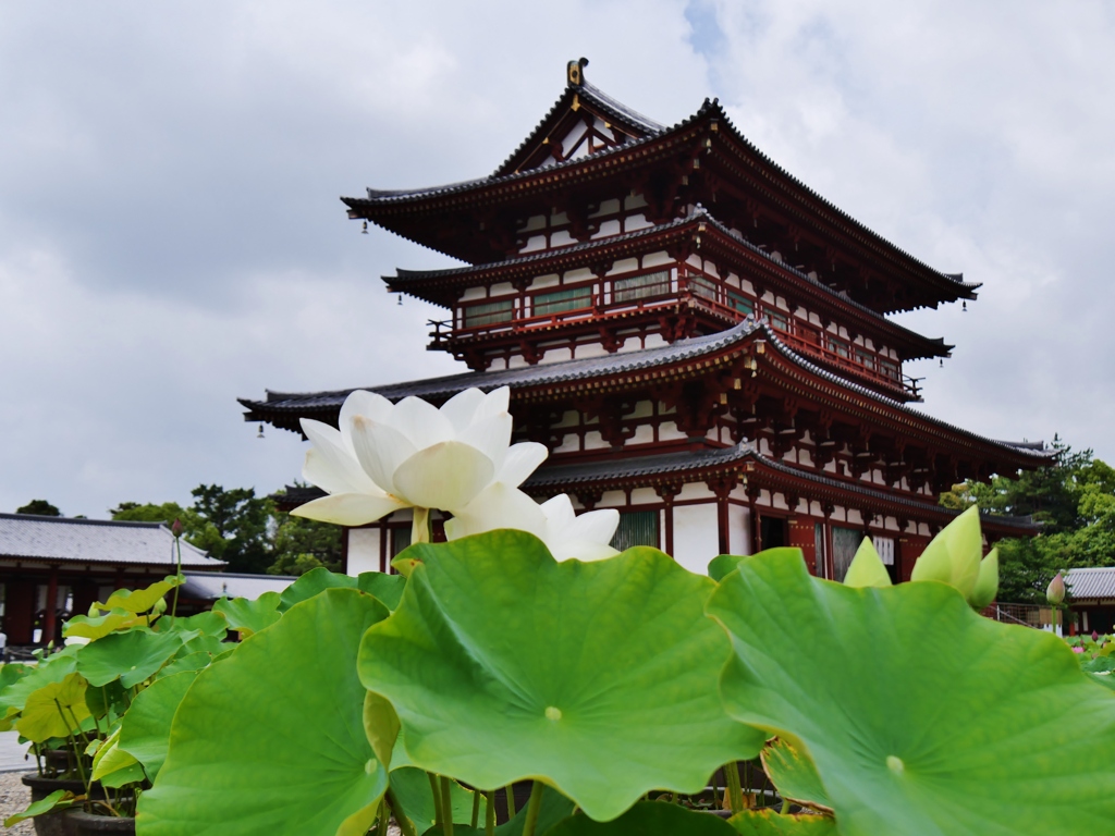 西ノ京・薬師寺金堂と蓮