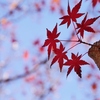 初冬の紅葉 4
