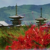 彼岸花と薬師寺と・・。