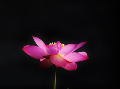 蓮
