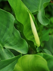 蕾1