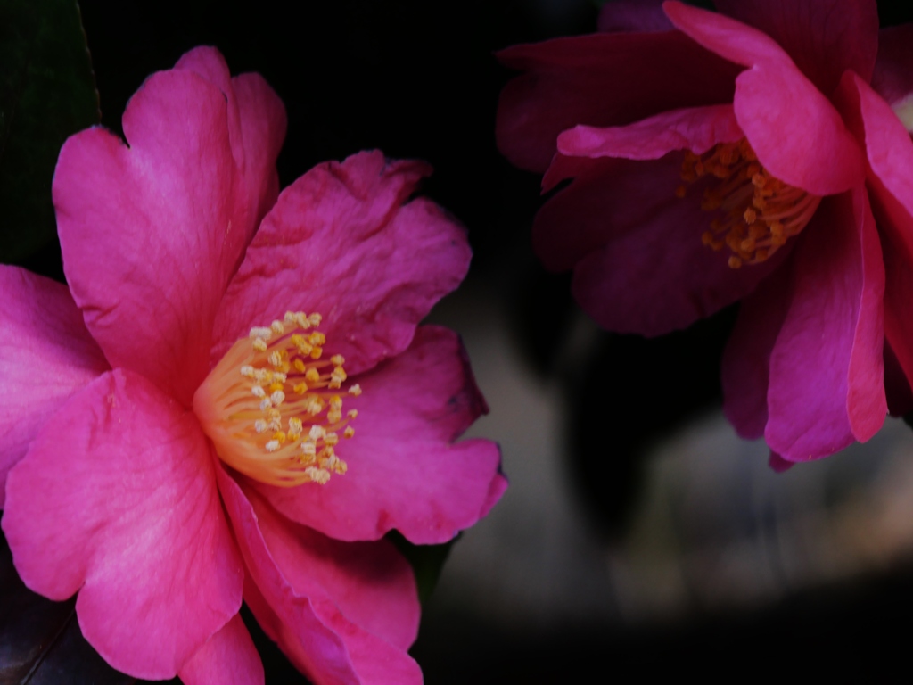 向かい合って・・。