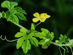 ゴーヤの花