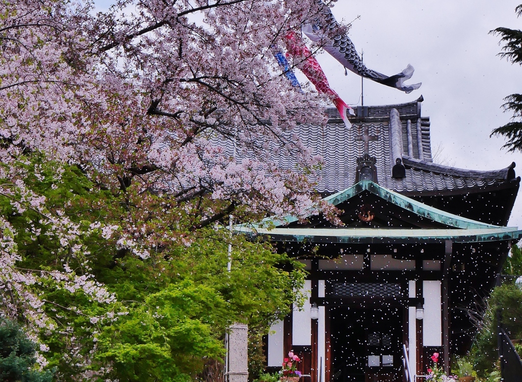 桜散る春の風  4