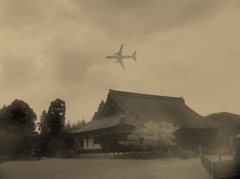 南都西大寺の桜風景