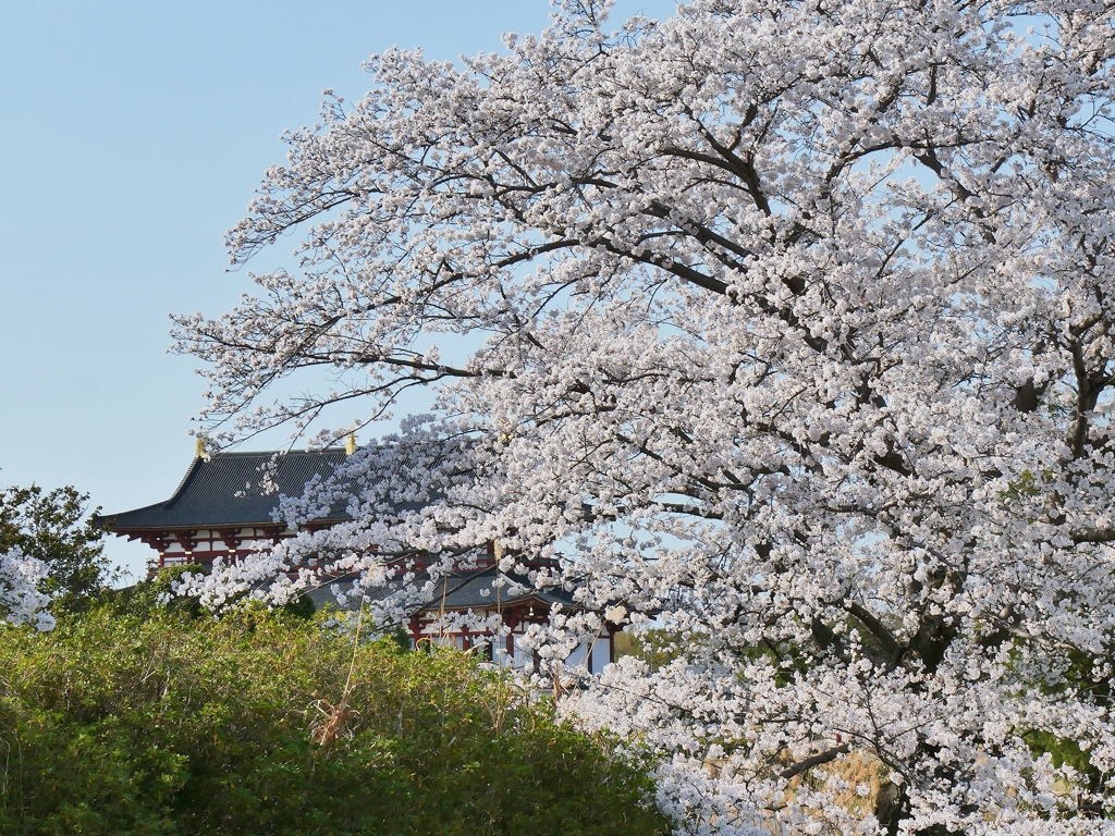 平城京の桜1
