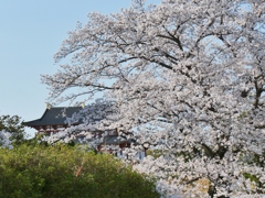 平城京の桜1