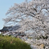 平城京の桜1