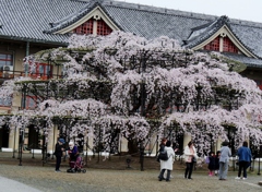 枝垂れ桜1