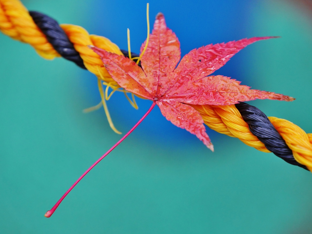 雨の日の紅葉 4