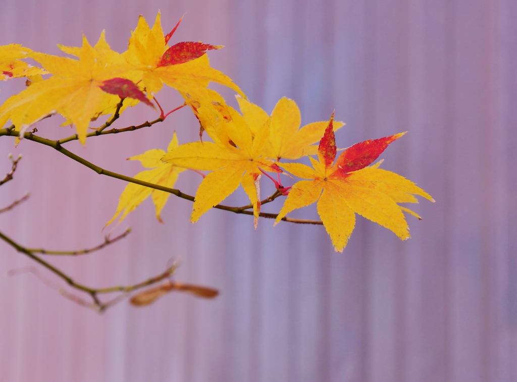 初冬の紅葉 3