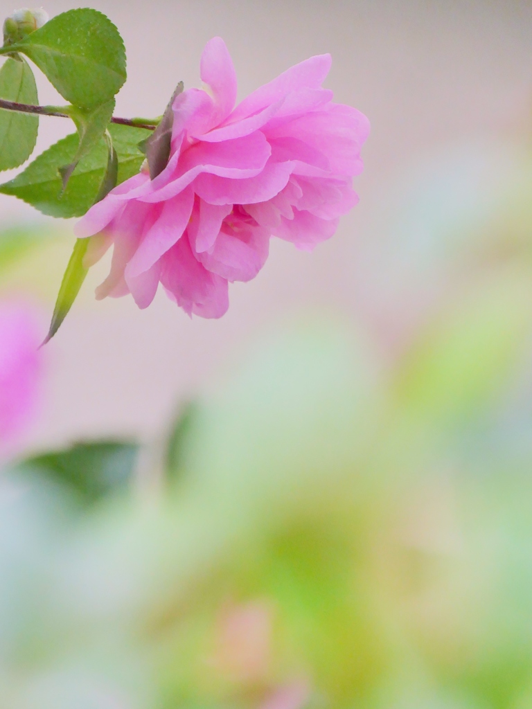 山茶花咲く・・。