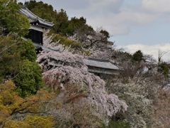大和郡山城址の桜1