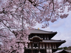 古都奈良の春・大仏殿の桜 3