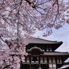 古都奈良の春・大仏殿の桜 3