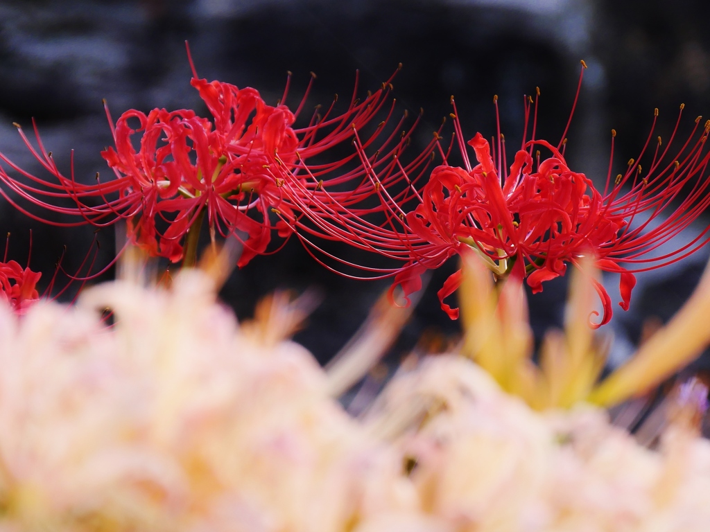 彼岸花(紅白)