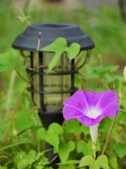 朝顔が咲く・・。