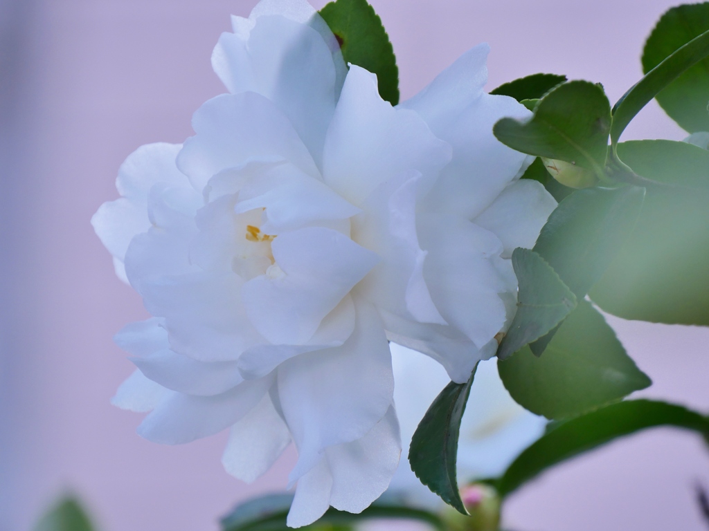 真っ白な山茶花 4