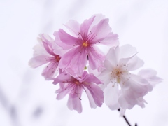 冬の桜2