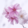 冬の桜2