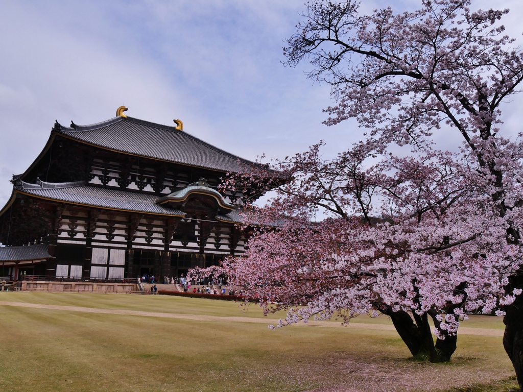 古都奈良の春・大仏殿の桜 1