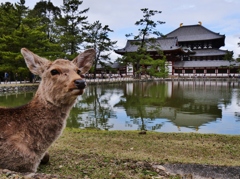 古都奈良の春・鹿さんもお出迎え・・。